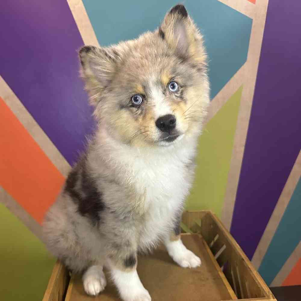 Male Pomsky Puppy for Sale in Joplin, MO