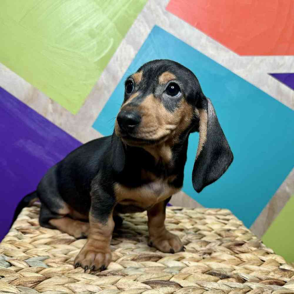 Male Mini Dachshund Puppy for Sale in Rogers, AR