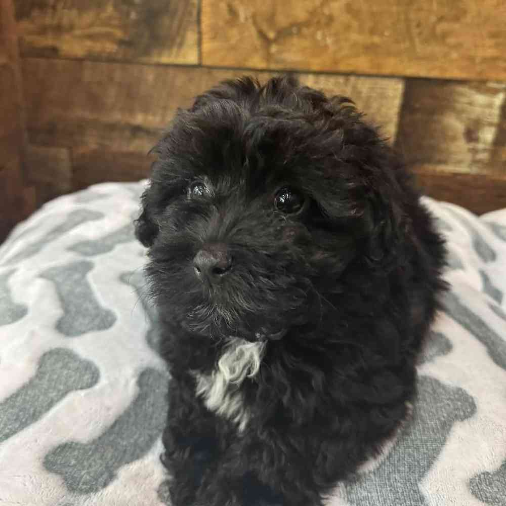 Female Havapoo Puppy for Sale in Rogers, AR