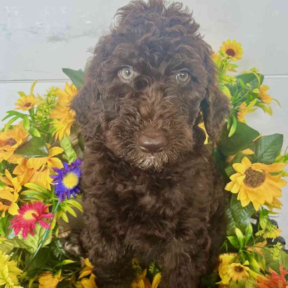 Female Chesadoodle Puppy for Sale in Rogers, AR