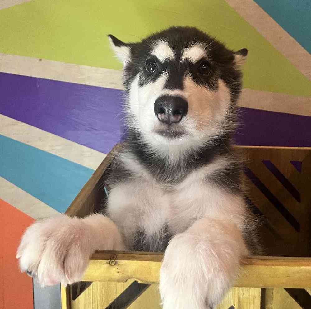 Male Alaskan Malamute Puppy for Sale in Rogers, AR