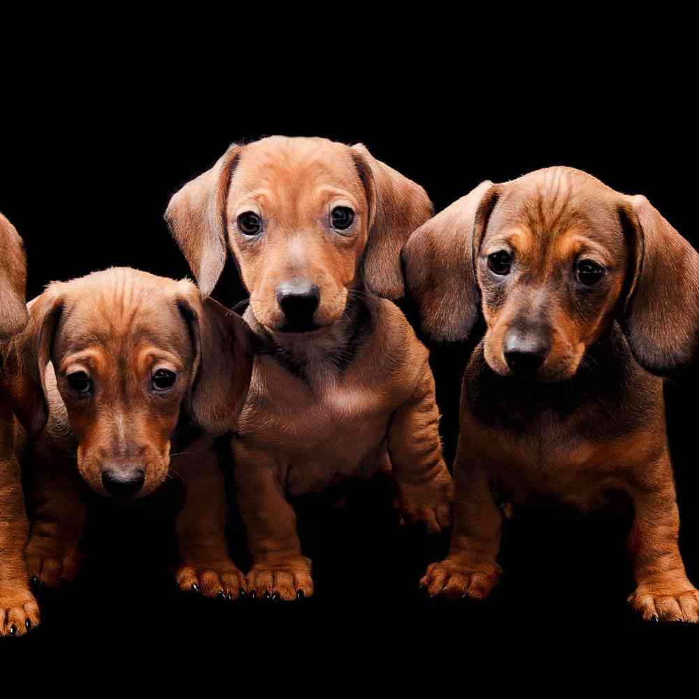 Mini Dachshund Puppies for Sale