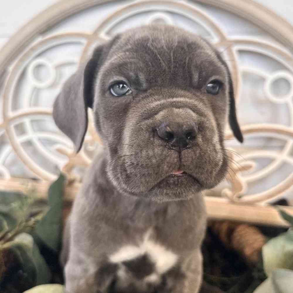 Neapolitan Mastiff image