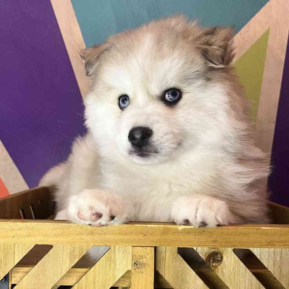 Male Pomsky Puppy for Sale in Joplin, MO