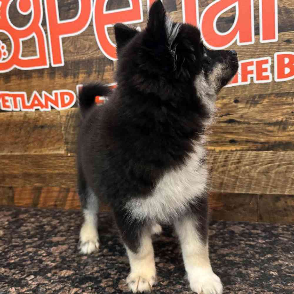 Male Pomsky Puppy for Sale in Joplin, MO