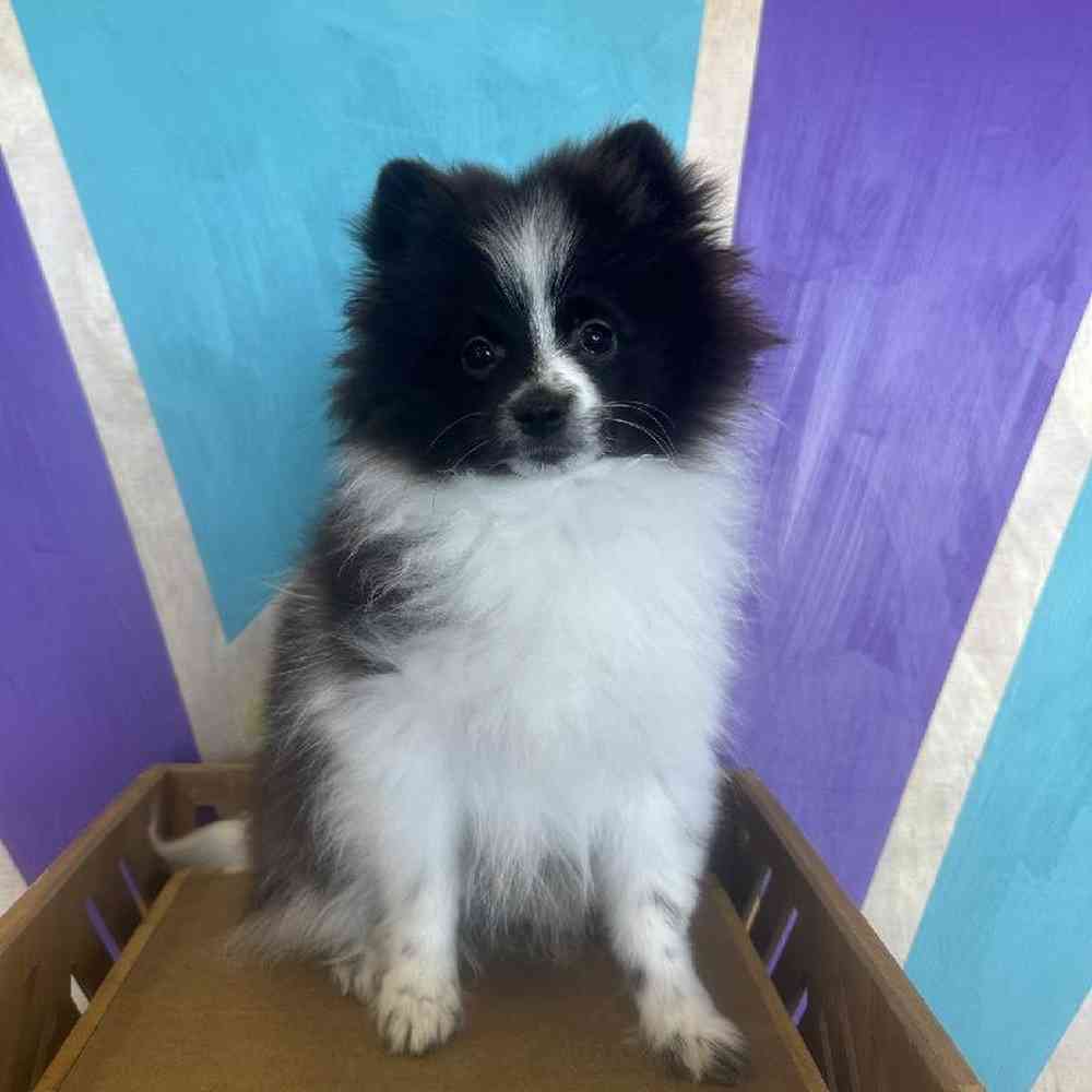 Male Pomeranian Puppy for Sale in Joplin, MO