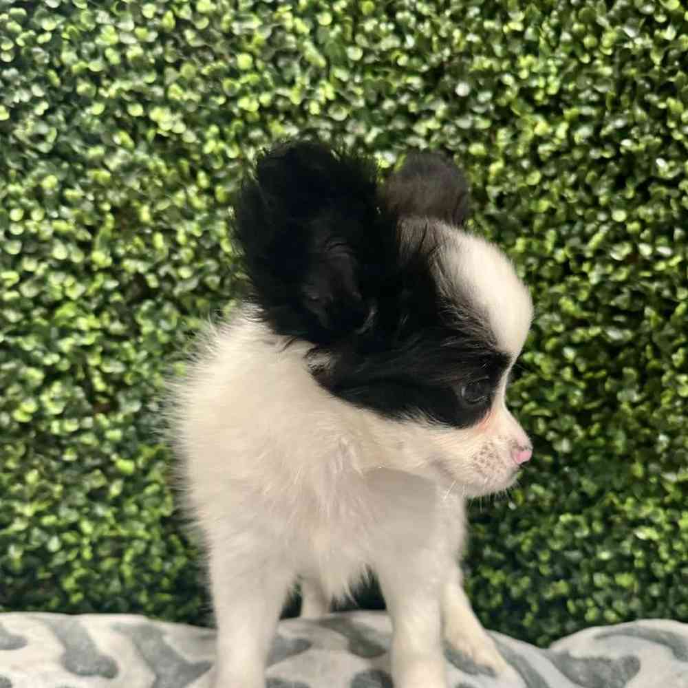 Male Papillon Puppy for Sale in Joplin, MO