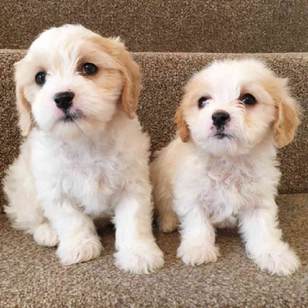 Cavachon image