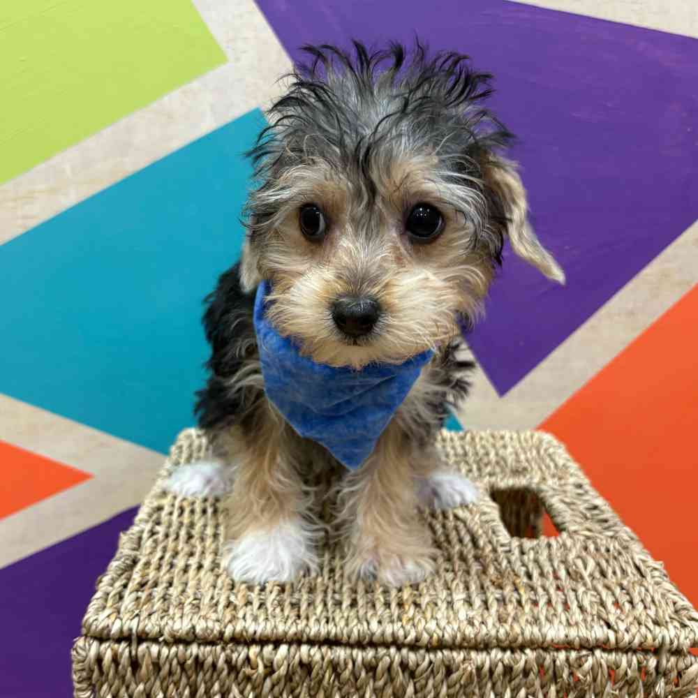 Toy Yorkie-Poo image