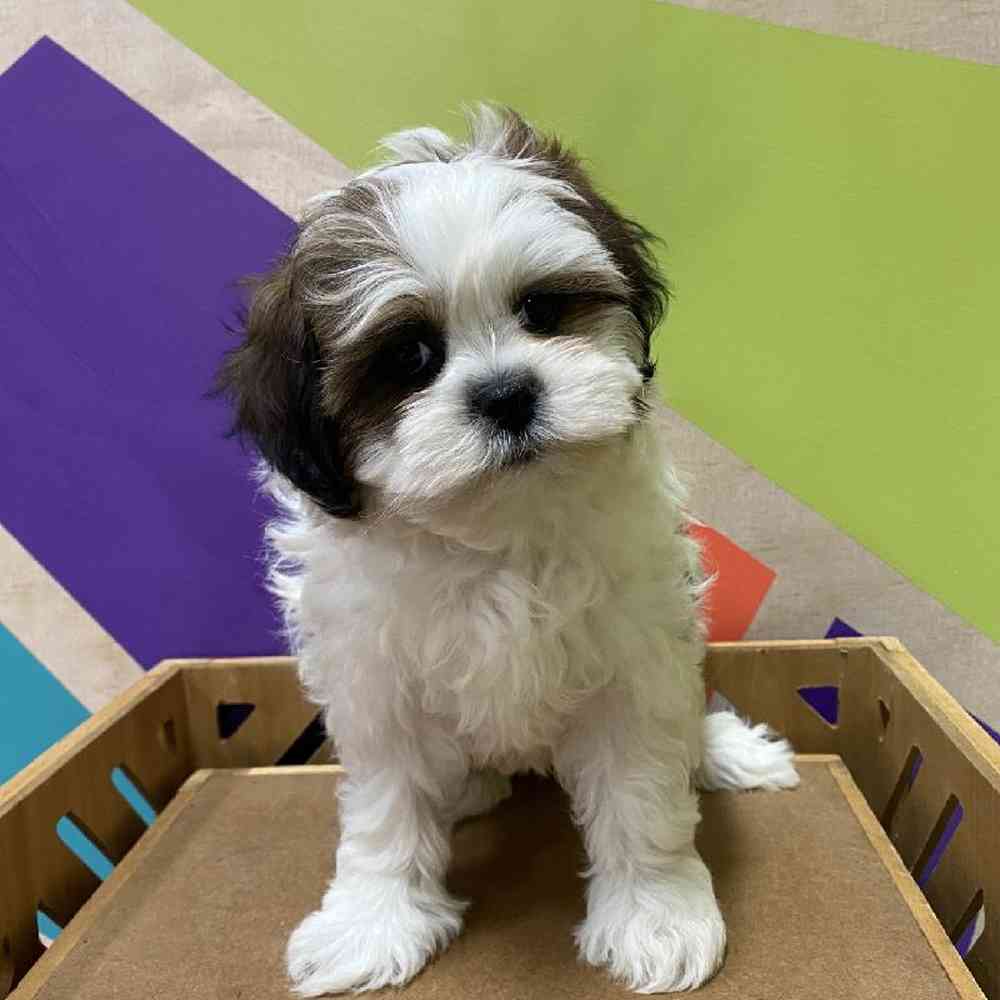 Female Shih-Poo Puppy for Sale in Joplin, MO