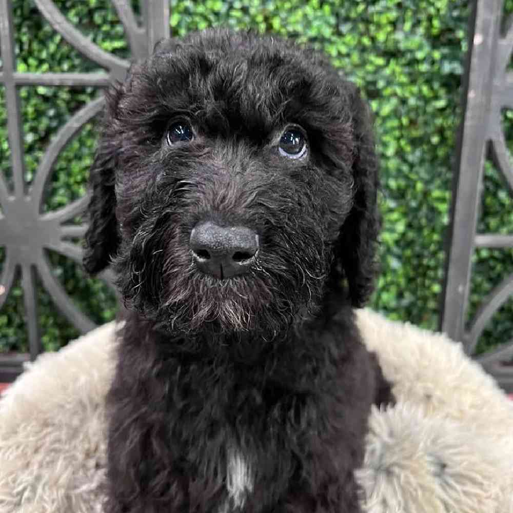 Male Whoodle Puppy for Sale in Rogers, AR