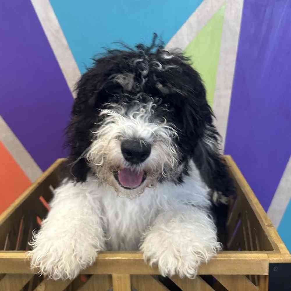 Male Mini Bernedoodle Puppy for Sale in Rogers, AR