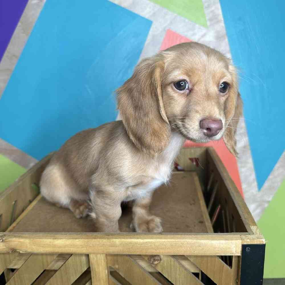 Female Mini Dachshund Puppy for Sale in Joplin, MO