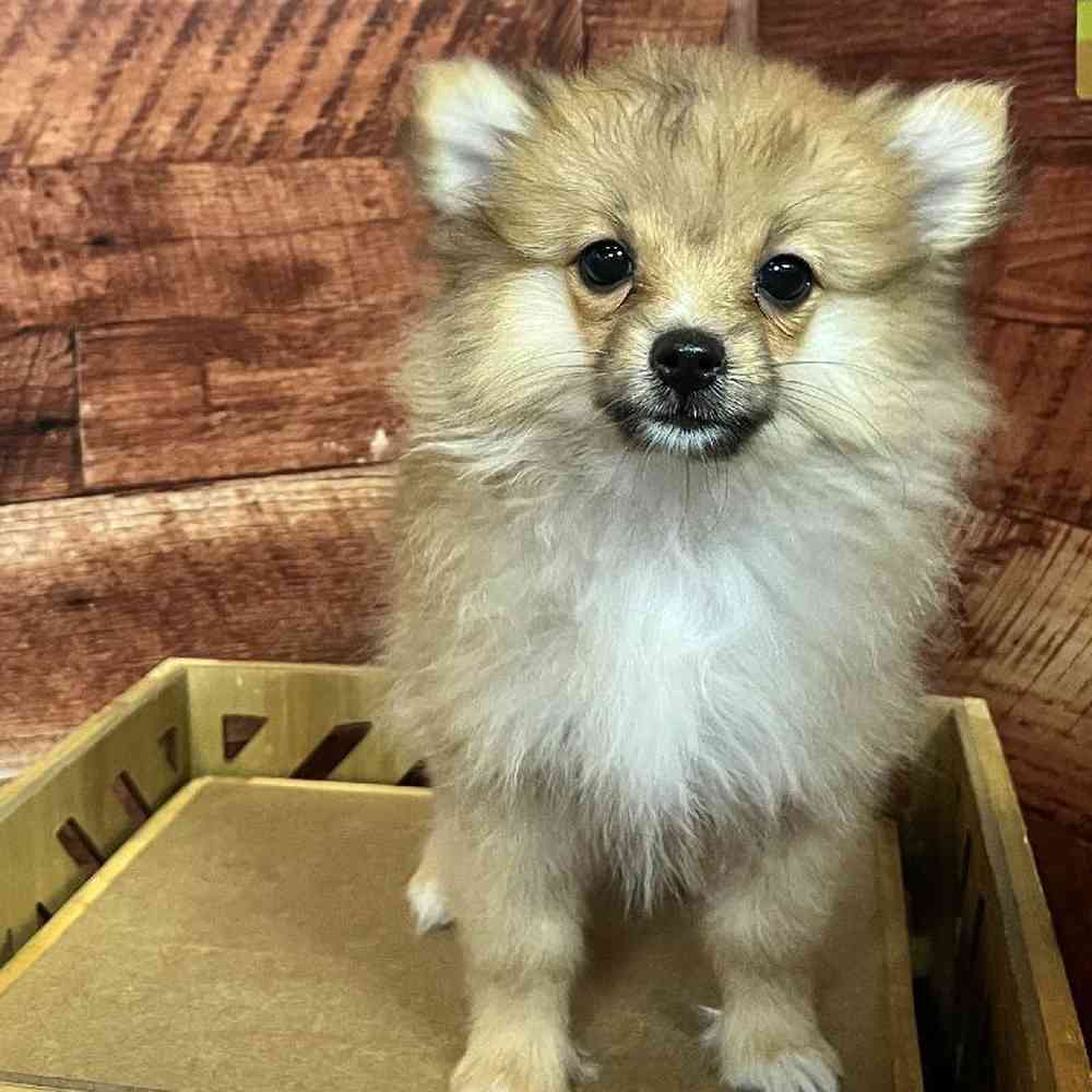 Female Pomeranian Puppy for Sale in Rogers, AR