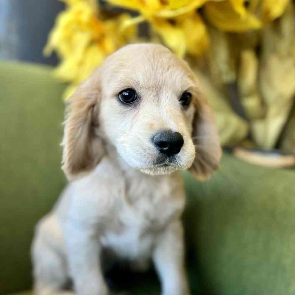 Male Mini Golden Retriever Puppy for Sale in Rogers, AR