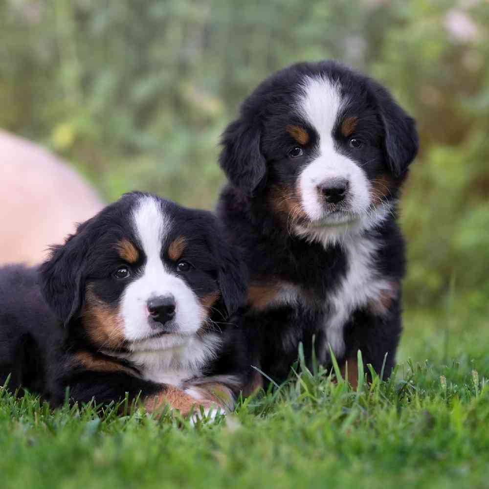 Bernese Mountain Dog Puppies for Sale