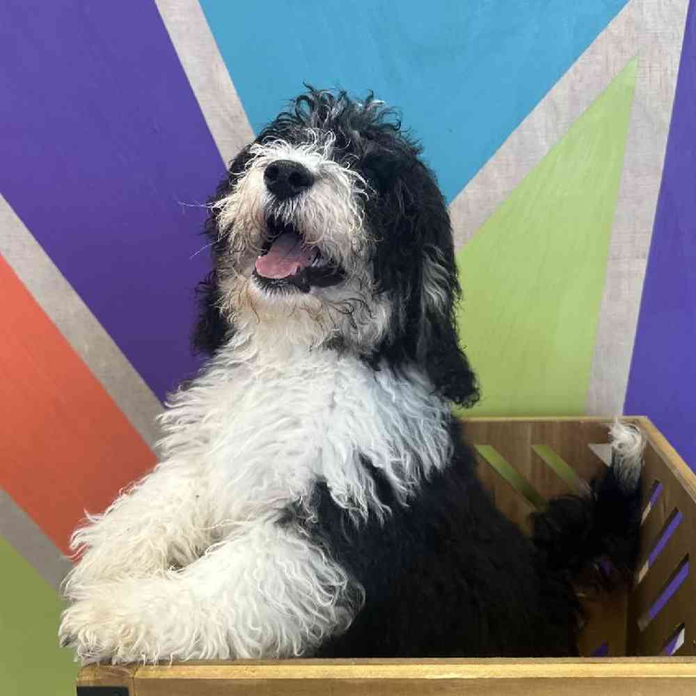 Male Mini Bernedoodle Puppy for Sale in Rogers, AR