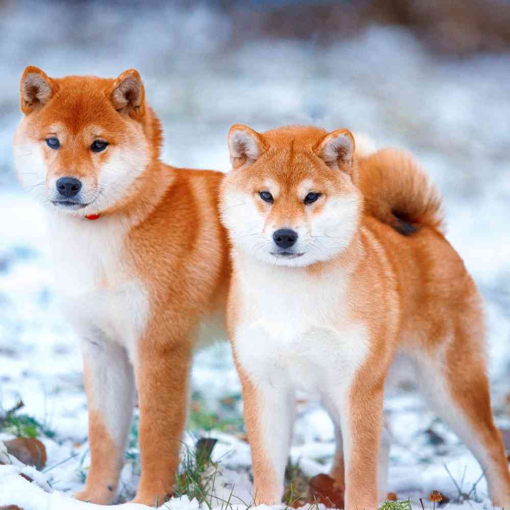 Shiba Inu image