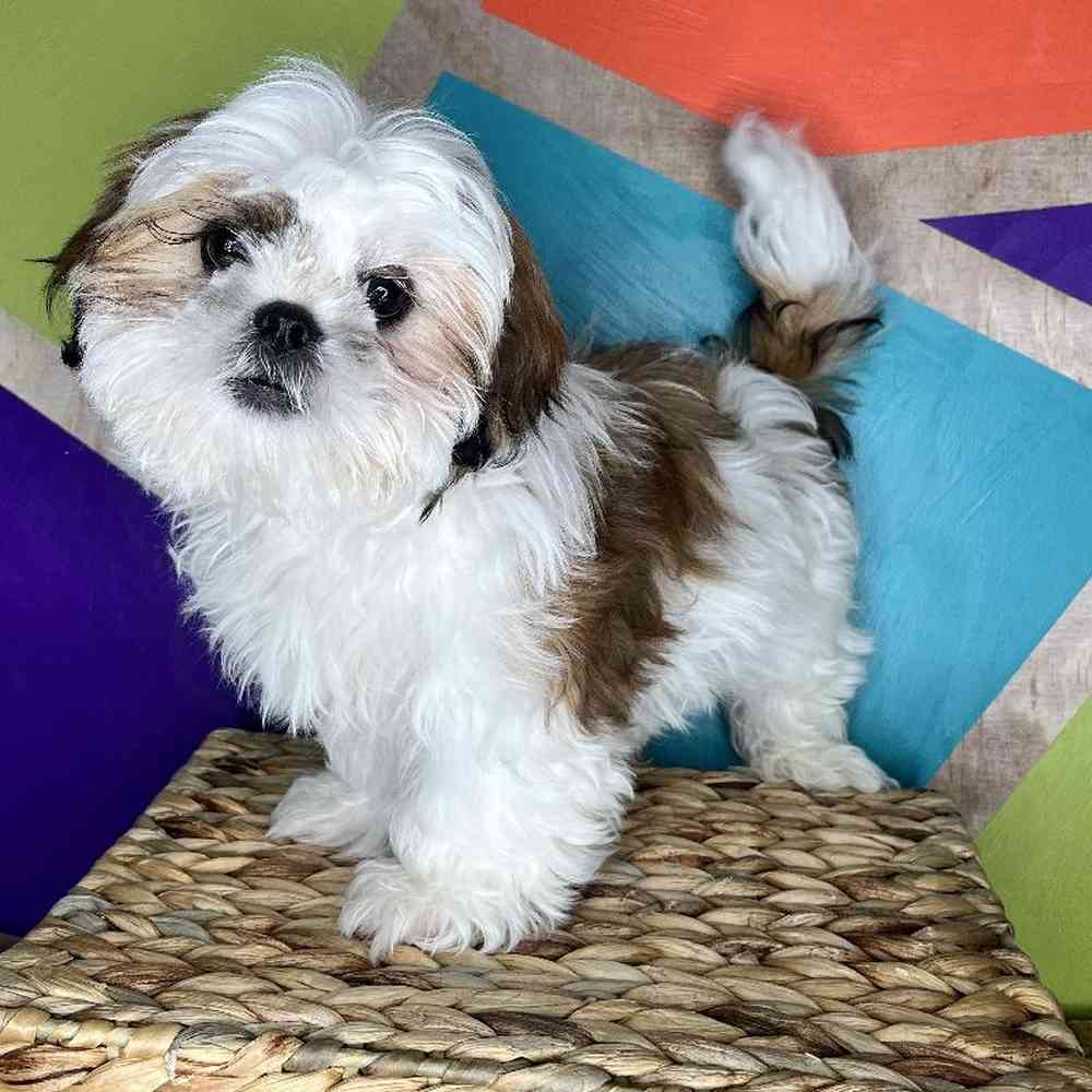 Male Shih Tzu Puppy for Sale in Rogers, AR