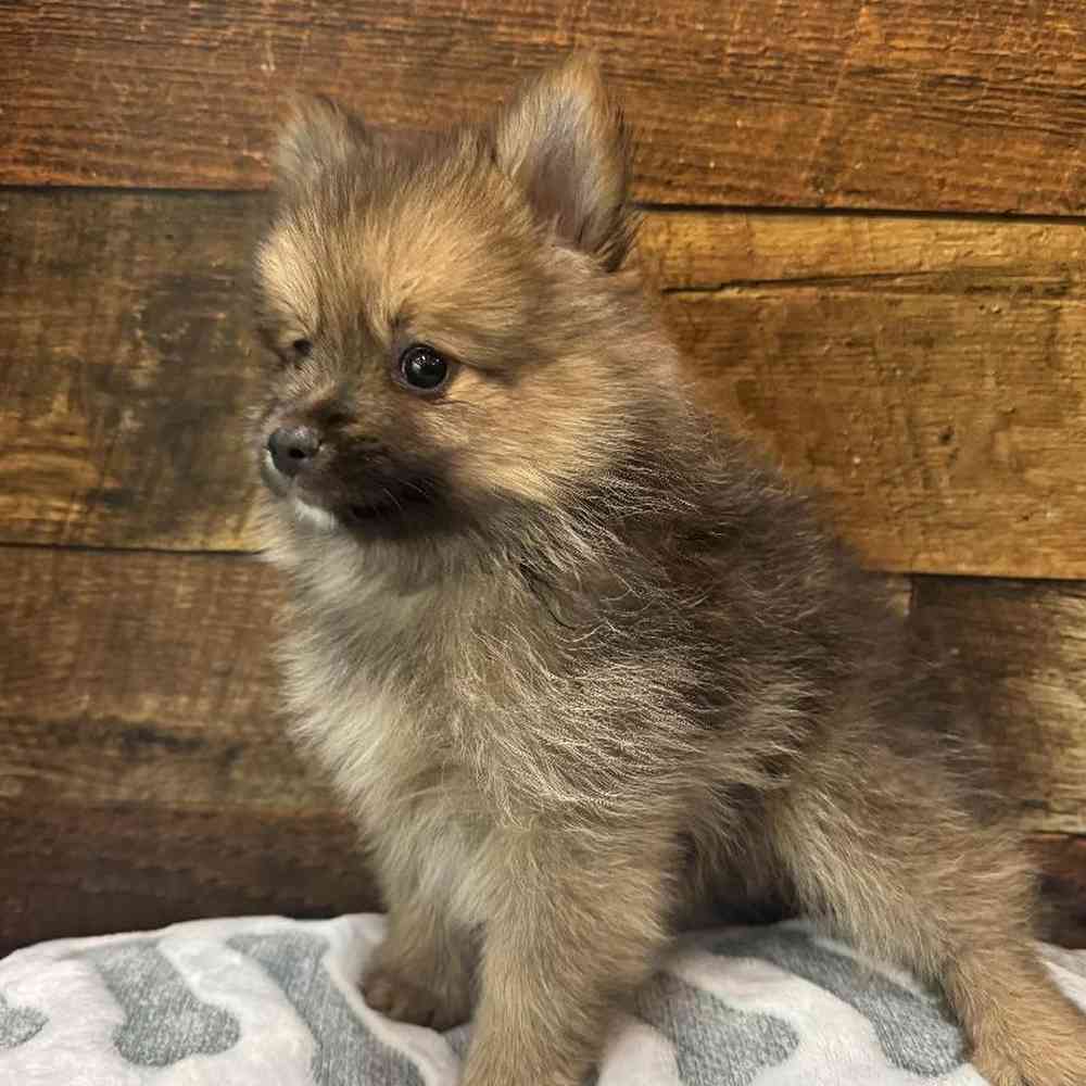 Male Pomeranian Puppy for Sale in Rogers, AR