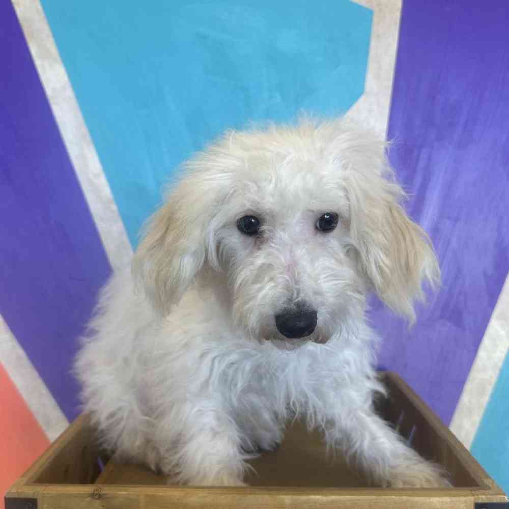 Female BichonPoo Puppy for Sale in Rogers, AR