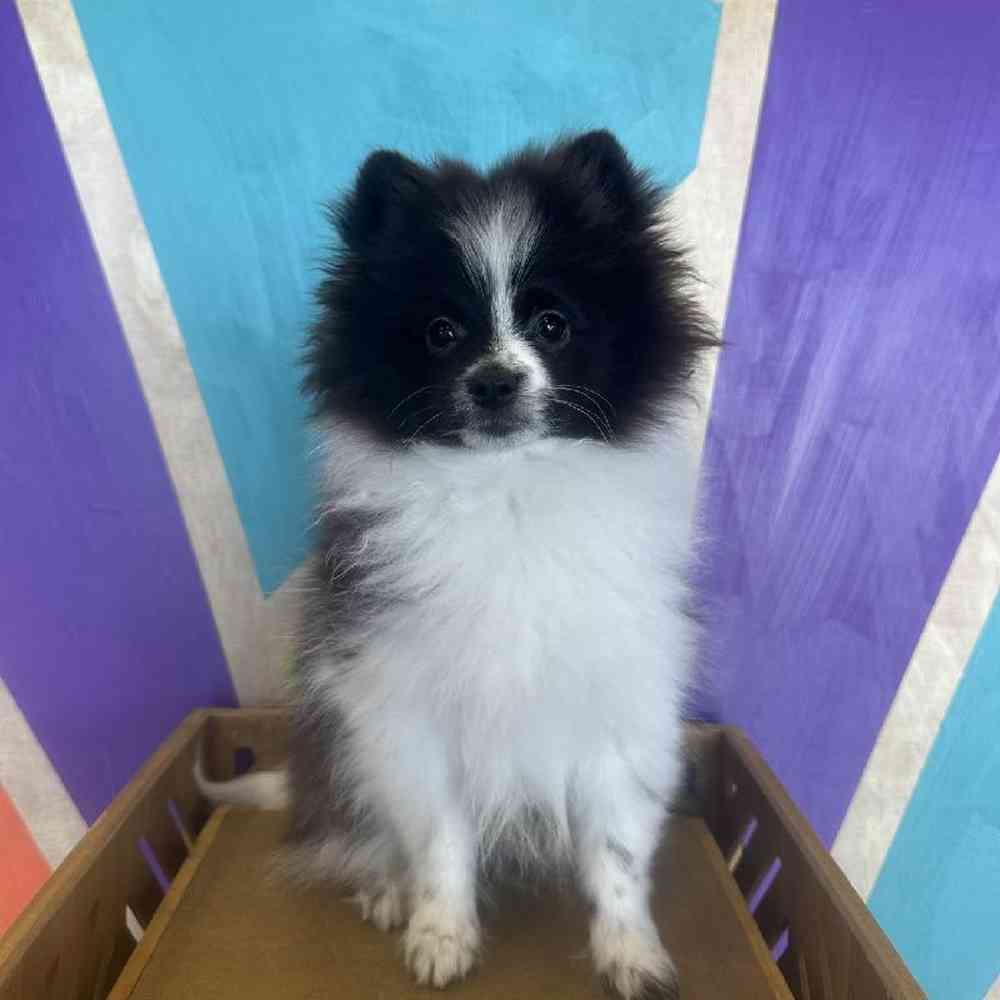 Male Pomeranian Puppy for Sale in Joplin, MO