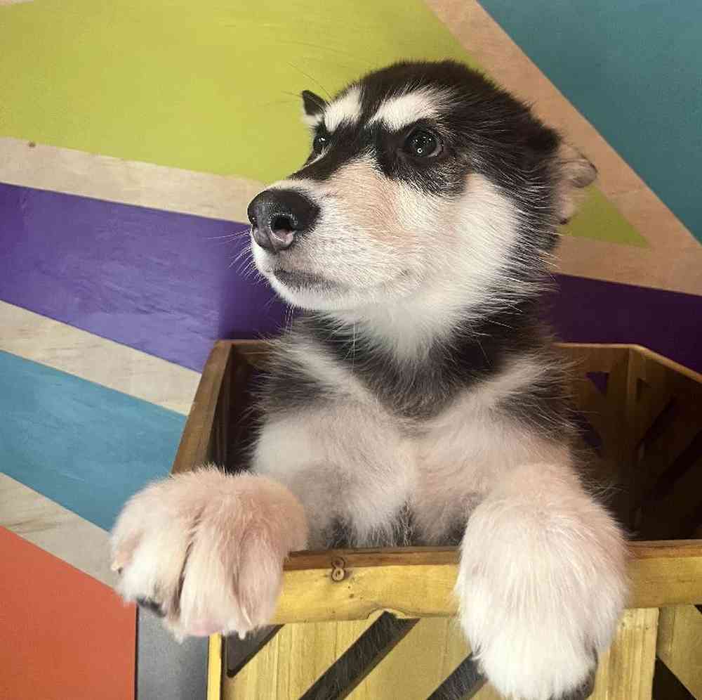 Male Alaskan Malamute Puppy for Sale in Rogers, AR