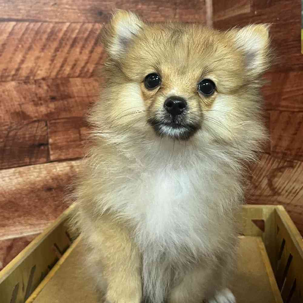 Female Pomeranian Puppy for Sale in Rogers, AR