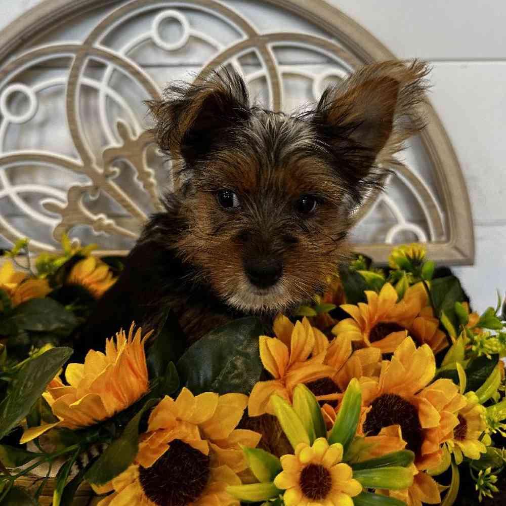 Male Yorkie Puppy for Sale in Joplin, MO