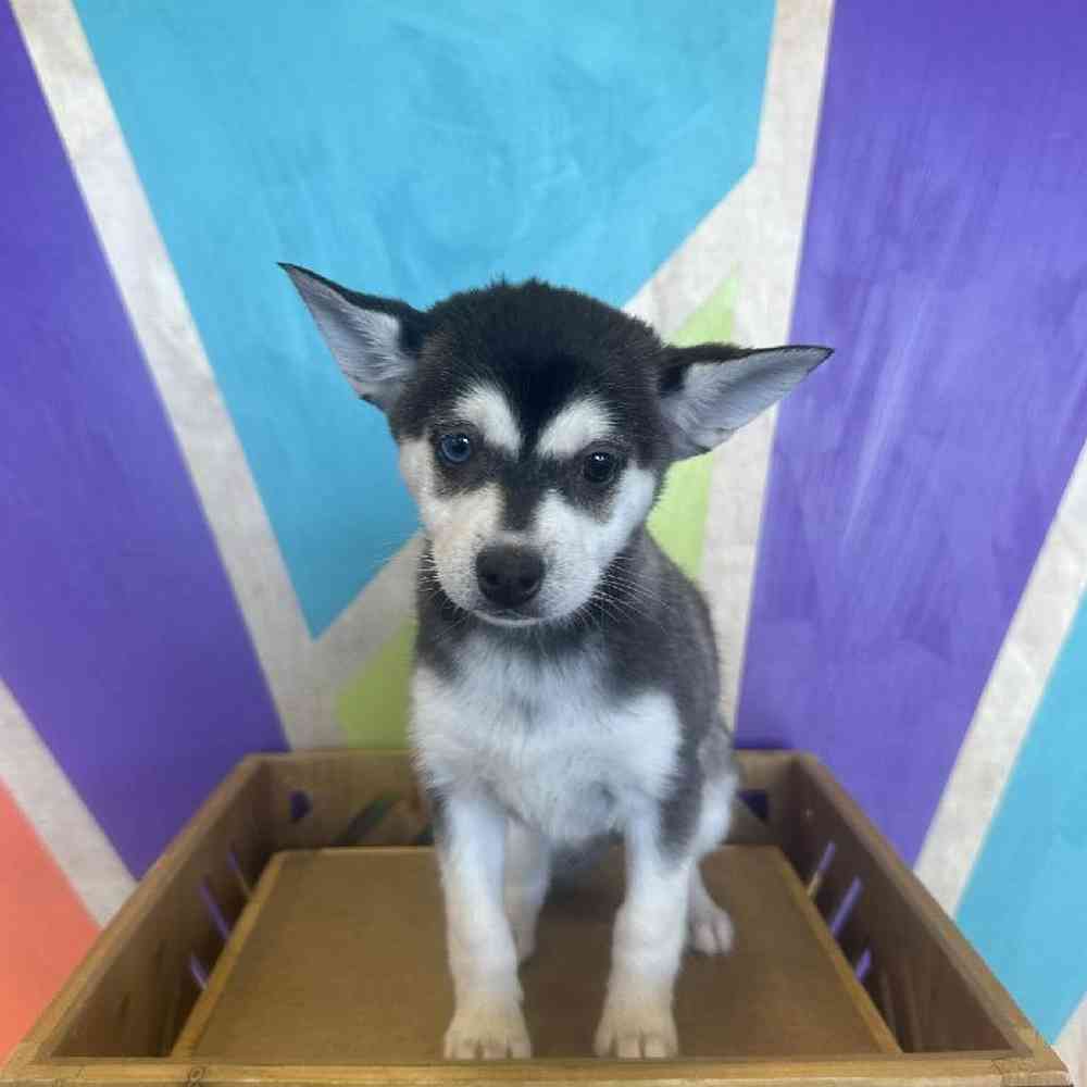 Female Alaskan Klee Kai Puppy for Sale in Rogers, AR