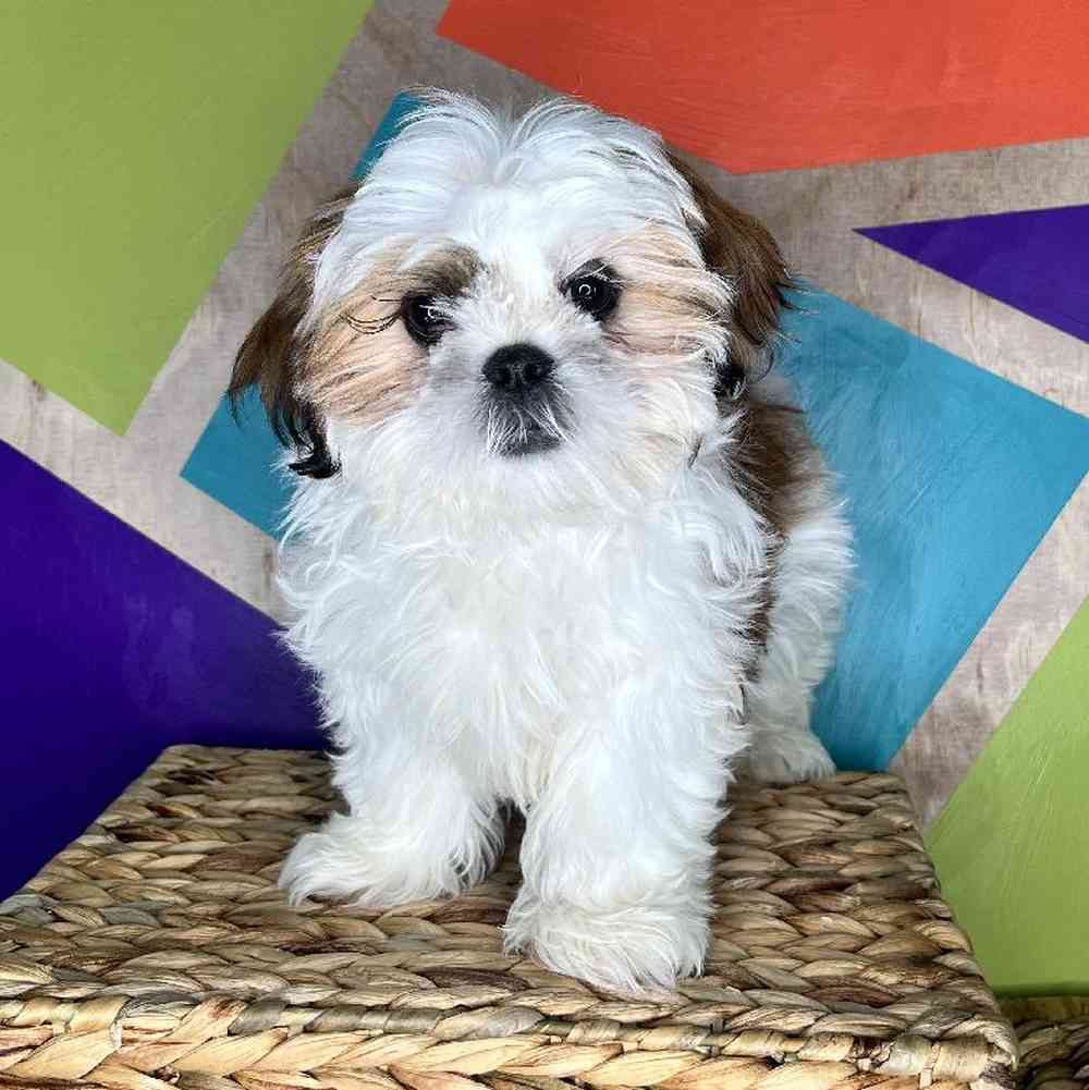 Male Shih Tzu Puppy for Sale in Rogers, AR