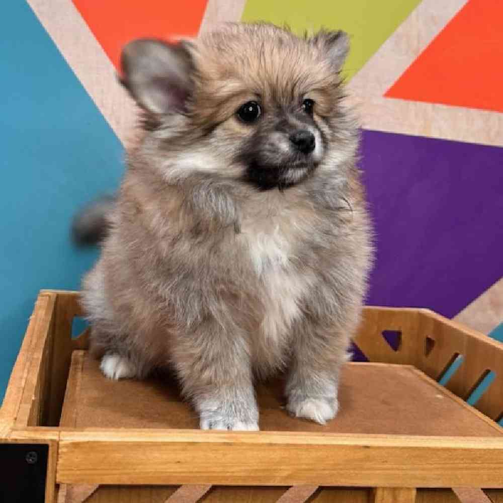 Male Pomeranian Puppy for Sale in Rogers, AR