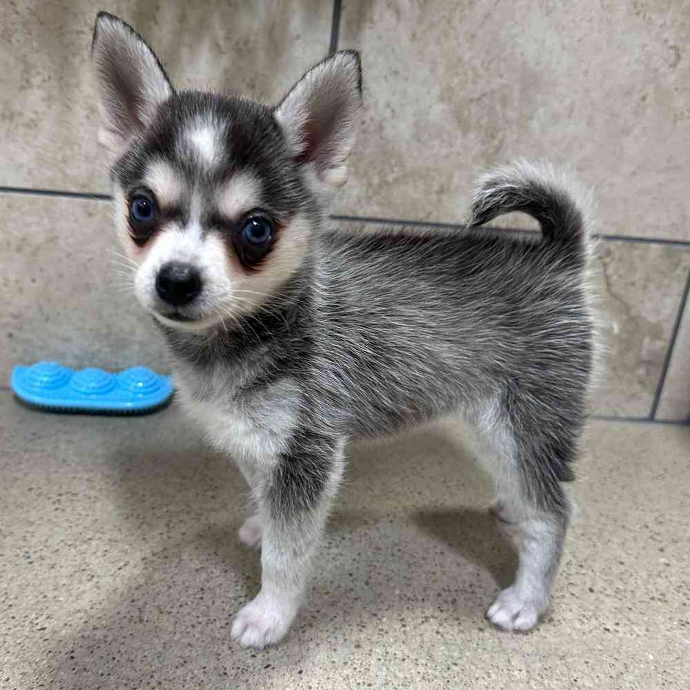 Alaskan Klee Kai image