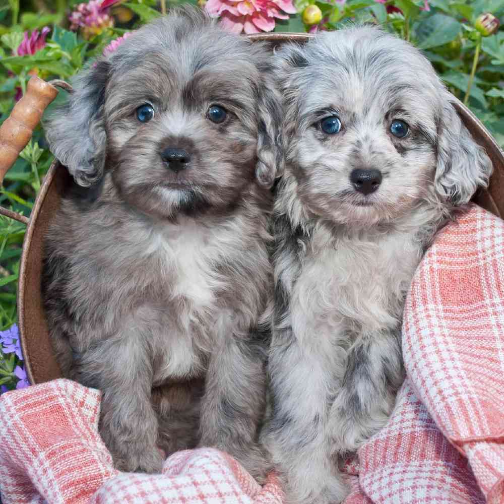 Aussiedoodle Puppies for Sale