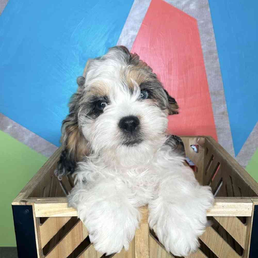 Female Cockapoo Puppy for Sale in Rogers, AR