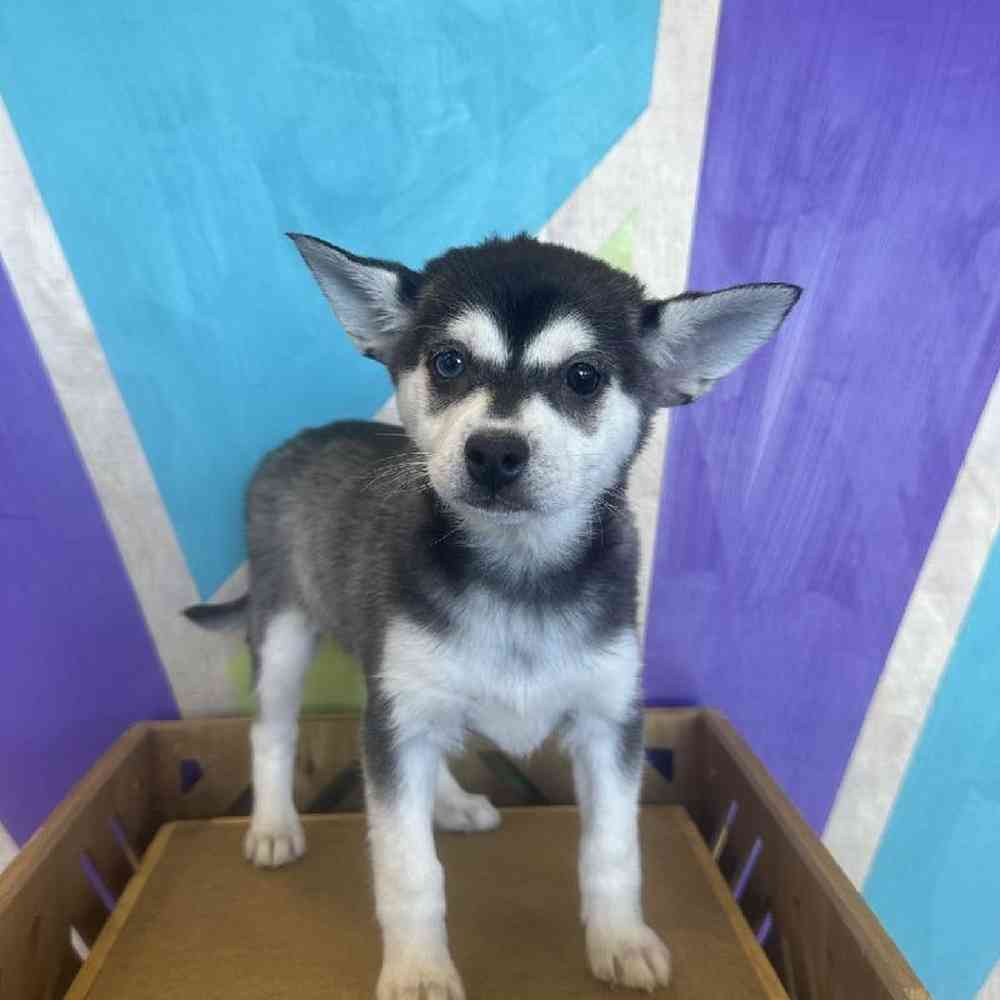 Female Alaskan Klee Kai Puppy for Sale in Rogers, AR