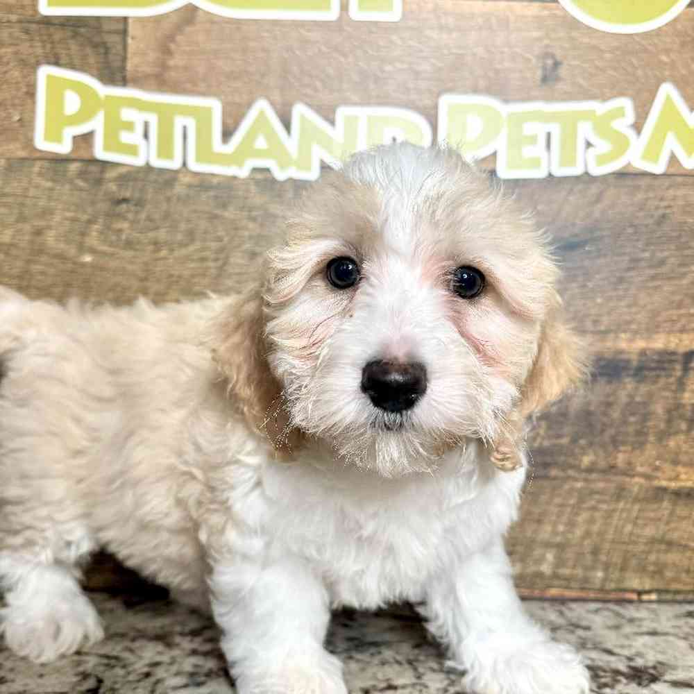 Female Mini Bernedoodle Puppy for Sale in Rogers, AR