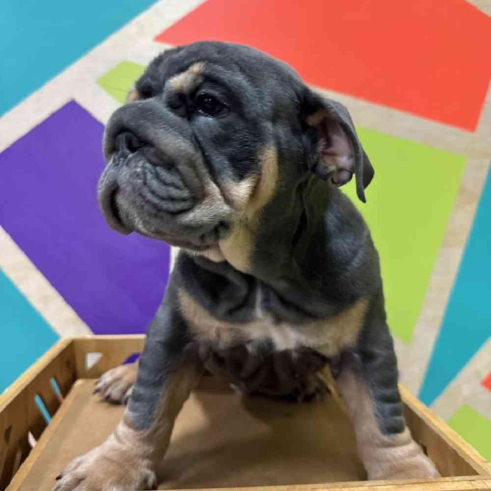 Male English Bulldog Puppy for Sale in Joplin, MO