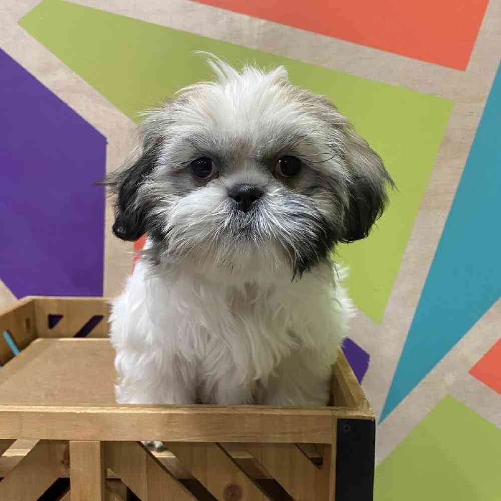 Female Shih Tzu Puppy for Sale in Joplin, MO