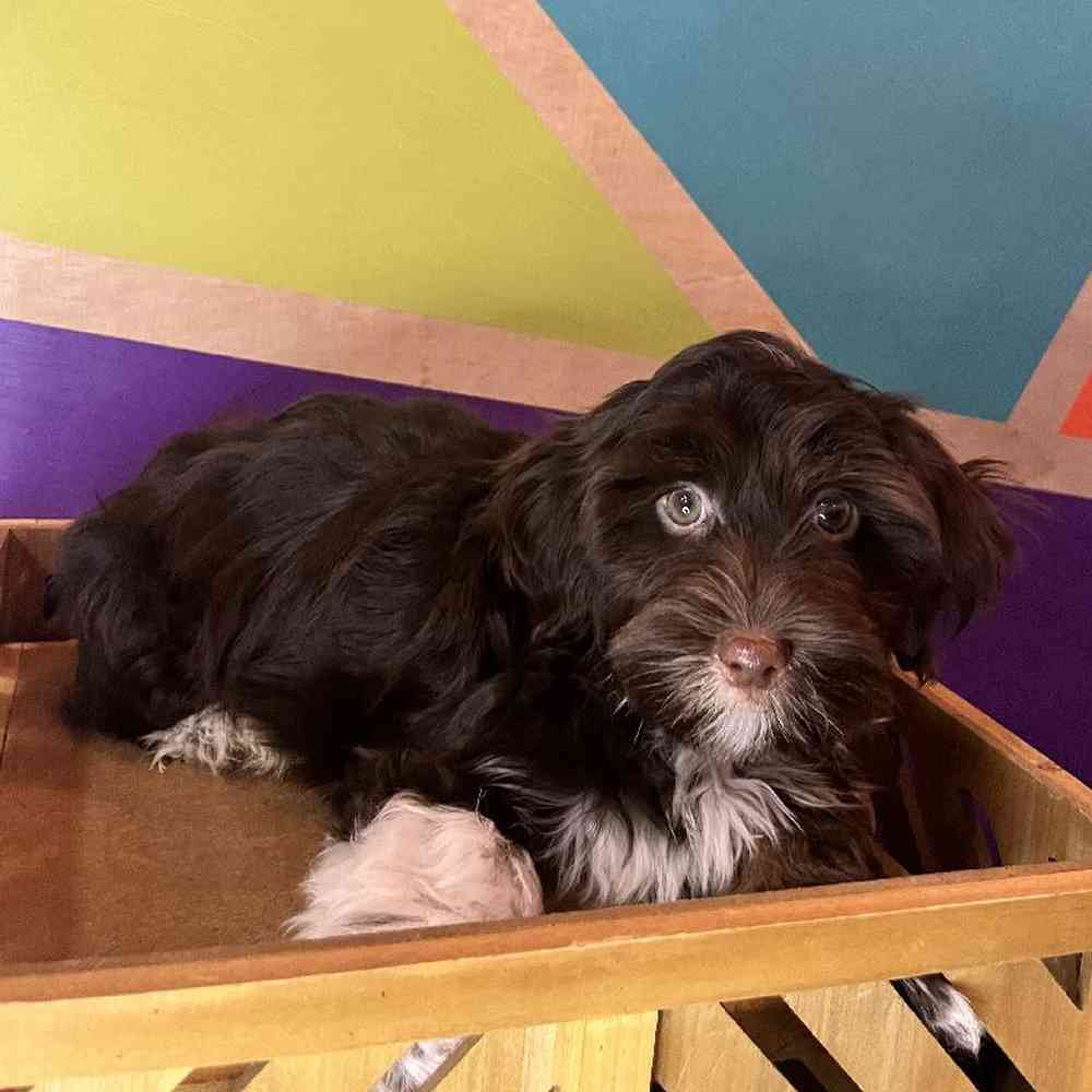 Male Havanese Puppy for Sale in Rogers, AR