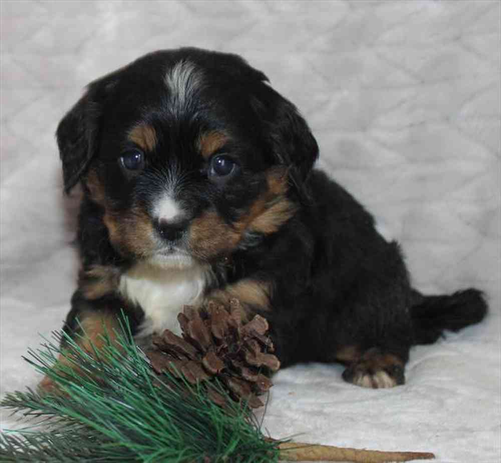 Mini Bernese Mountain Dog image