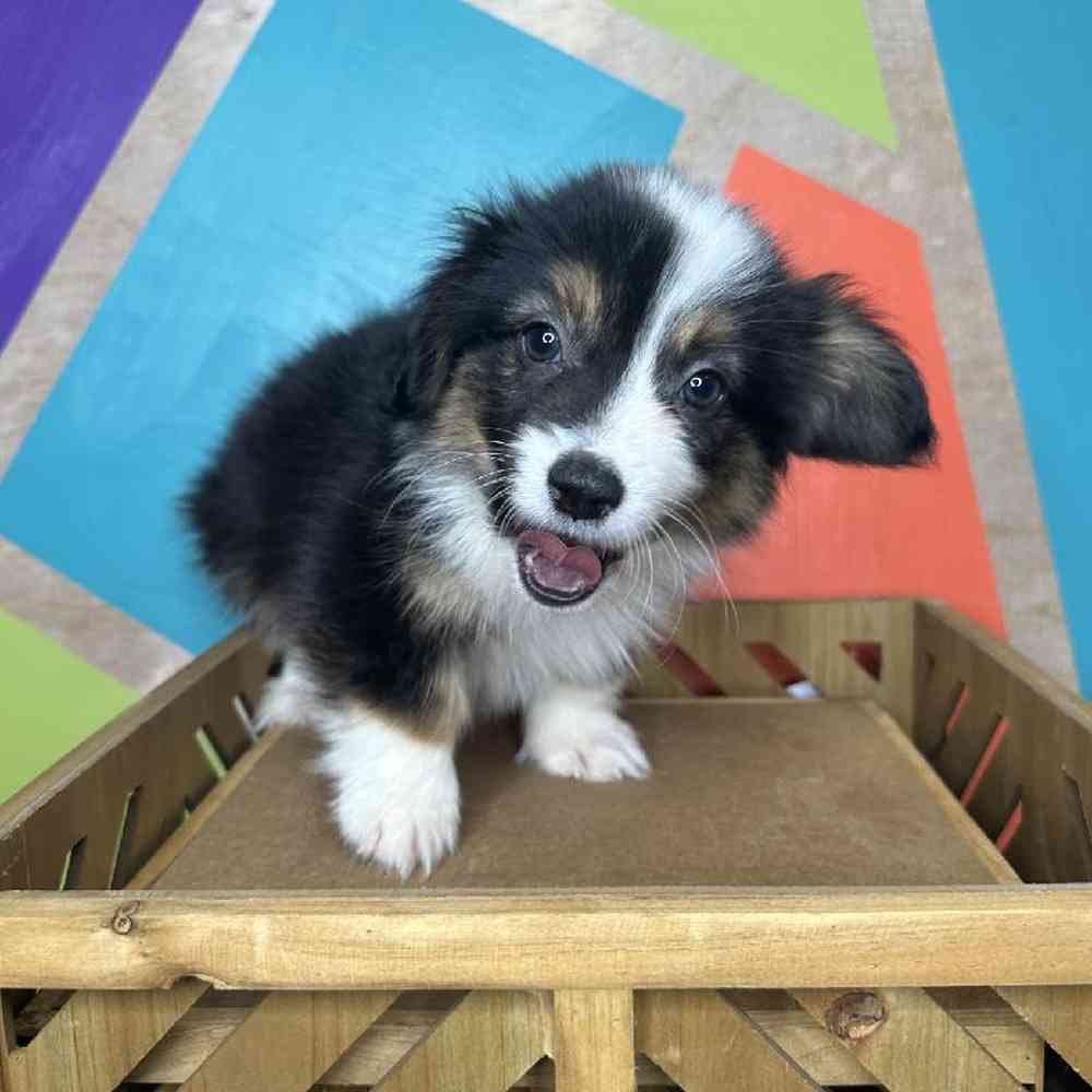 Male Pembroke Welsh Corgi Puppy for Sale in Rogers, AR