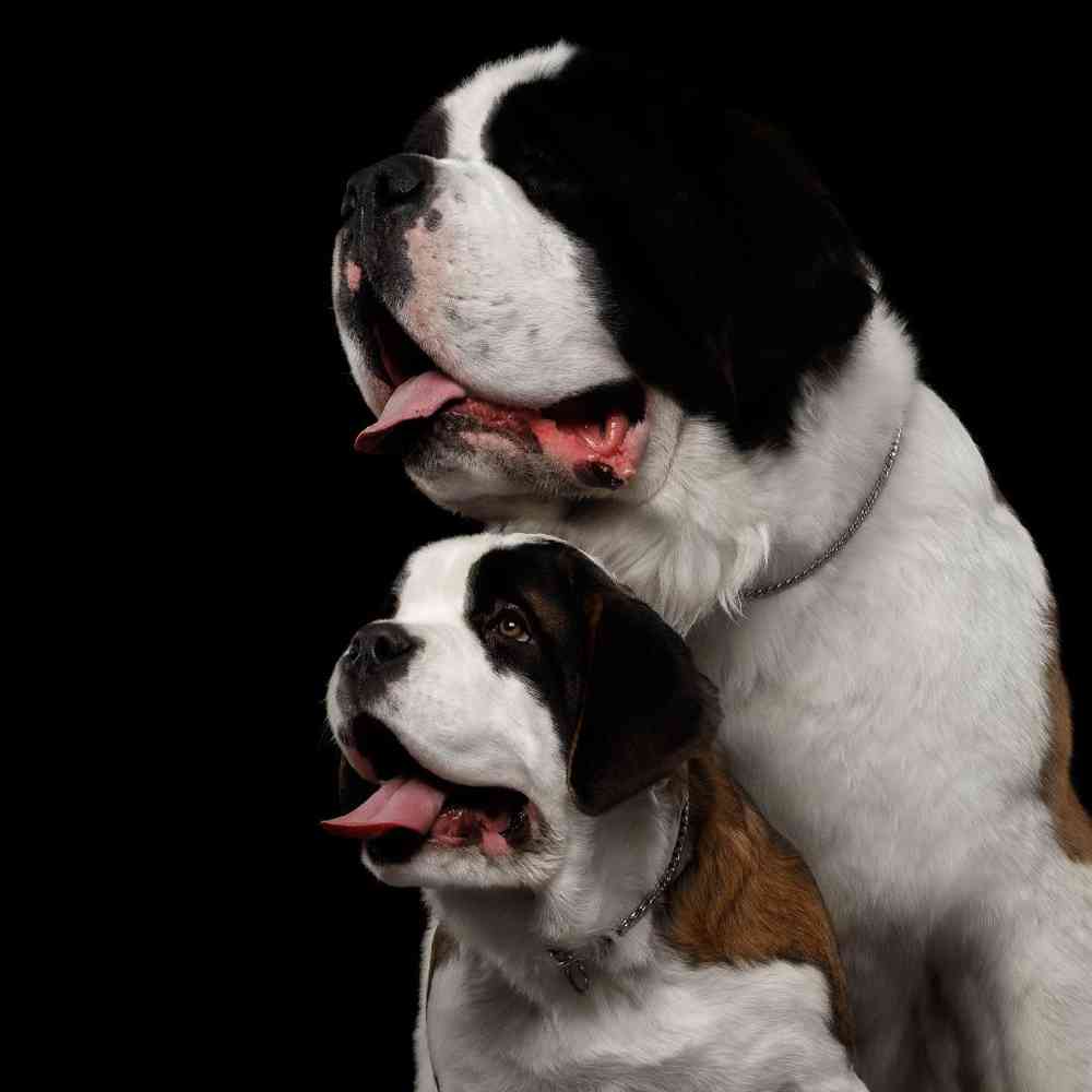 Saint Bernard image