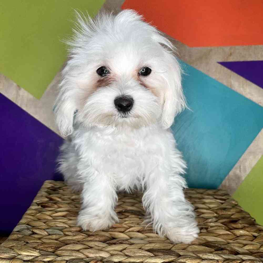 Male Maltese Puppy for Sale in Joplin, MO