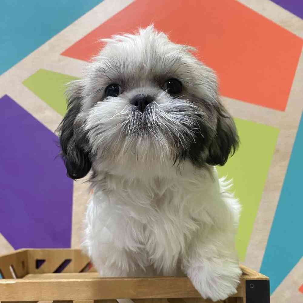 Female Shih Tzu Puppy for Sale in Joplin, MO