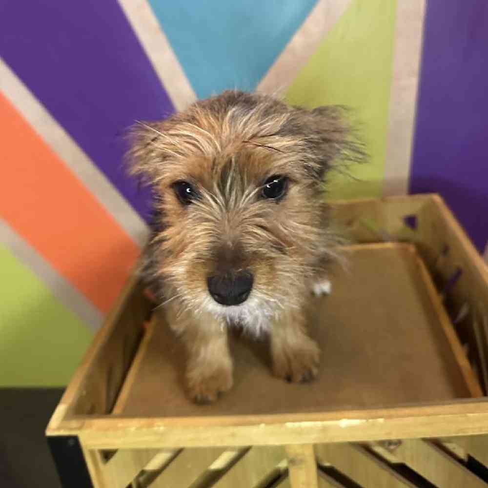 Male Yorkie Puppy for Sale in Joplin, MO