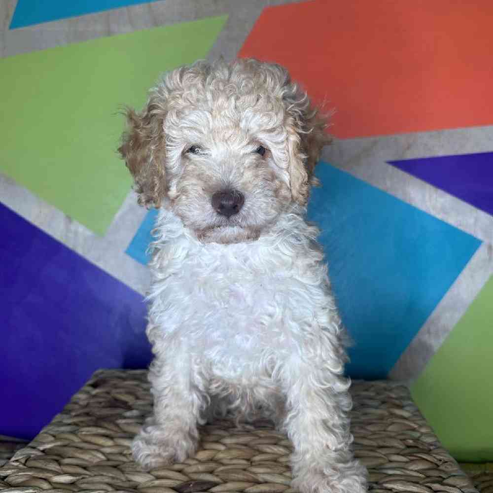 Male Cockapoo Puppy for Sale in Rogers, AR