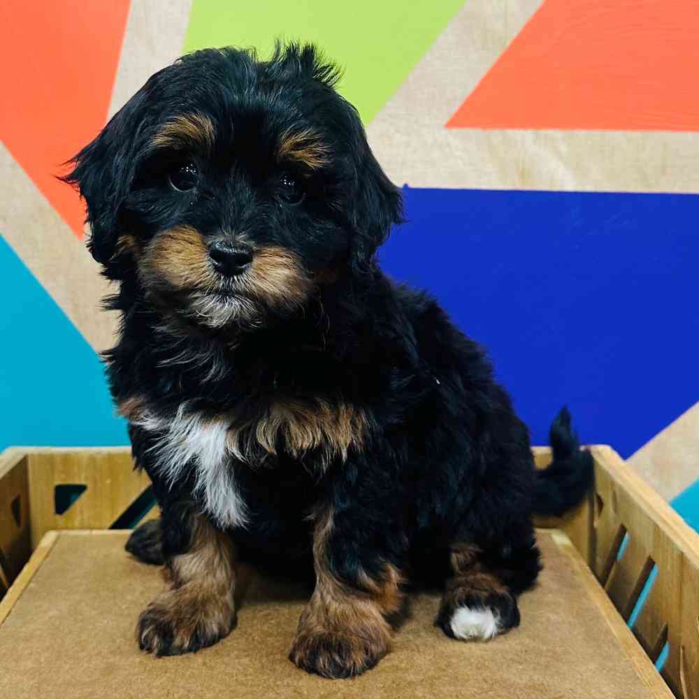 F1b Mini BerneDoodle image