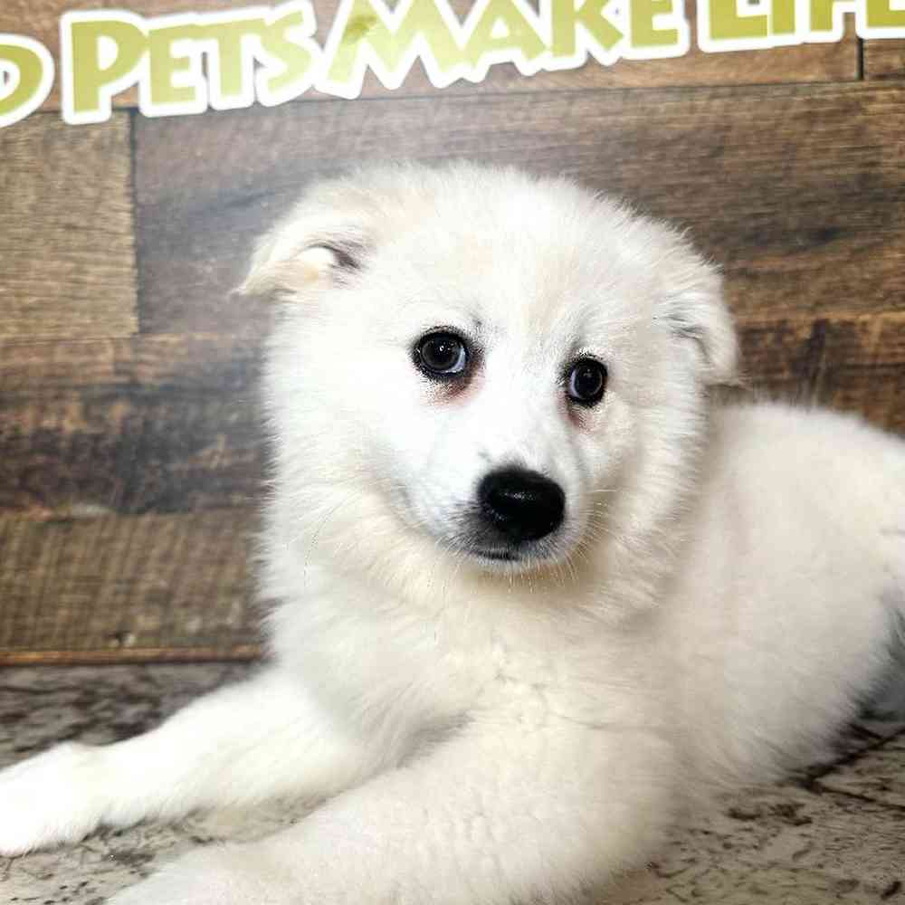 Female American Eskimo Puppy for Sale in Rogers, AR