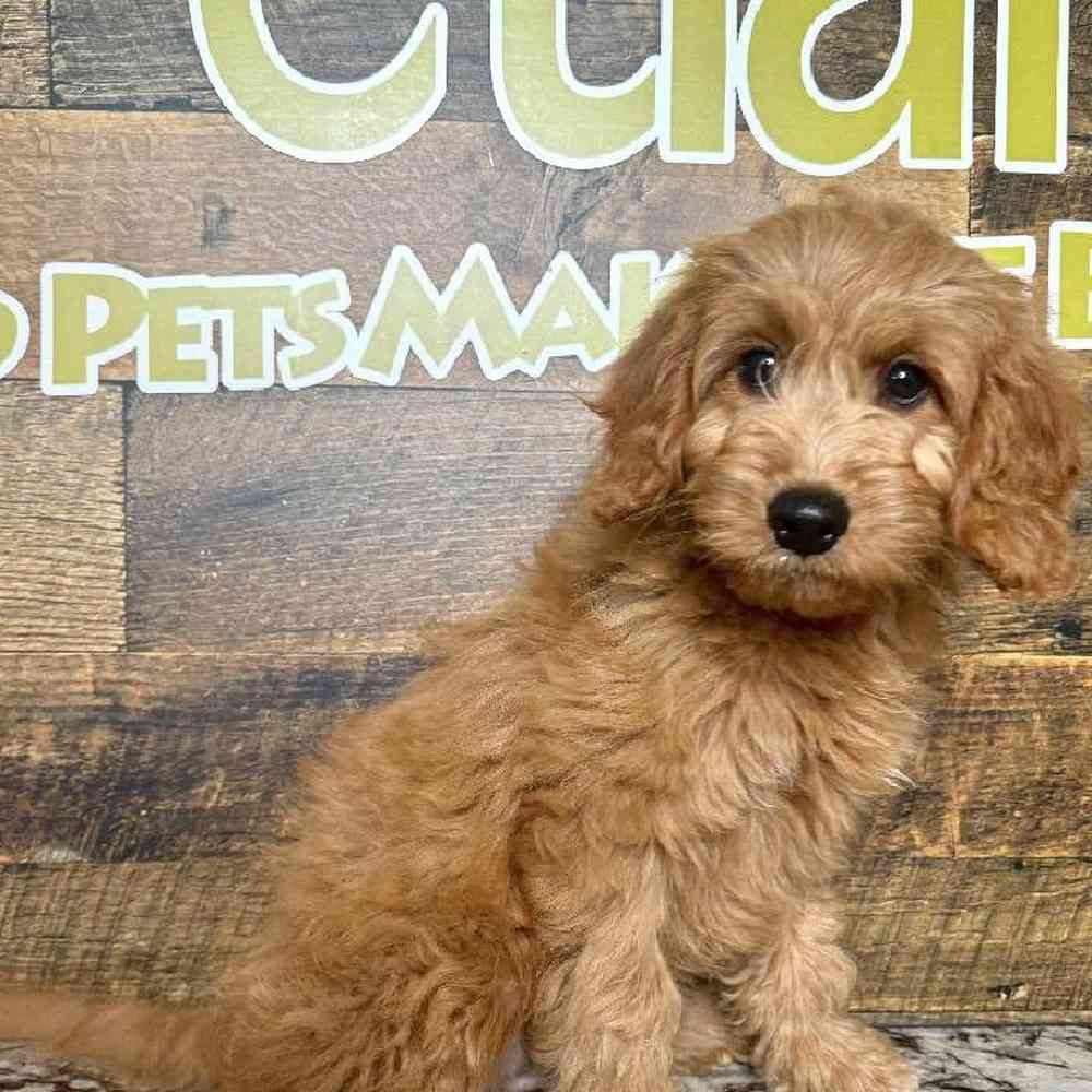 Male Mini Goldendoodle Puppy for Sale in Joplin, MO